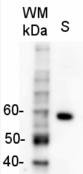 Rabbit anti-Goat IgG (H&L), HRP conjugated in the group Secondary Antibodies / Anti-Goat / HRP (horse radish peroxidase) at Agrisera AB (Antibodies for research) (AS09 605)